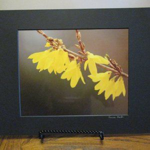(NWOT) My Original Photography